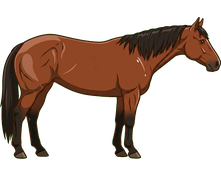 Quarter Horse