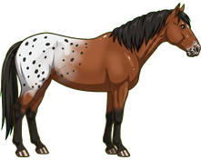 Appaloosa