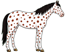 Knabstrupper