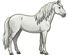 Lipizzaner