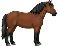 Rocky Mountain Horse