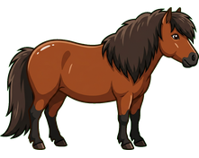 Shetlander